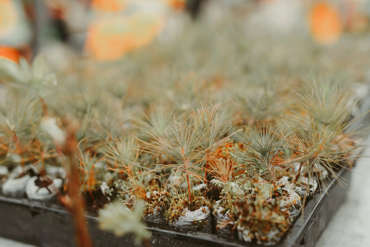 Tree seedlings being planted on restored ground in the Greater Sudbury reforestation project, Ontario. Image courtesy of Greenspark.